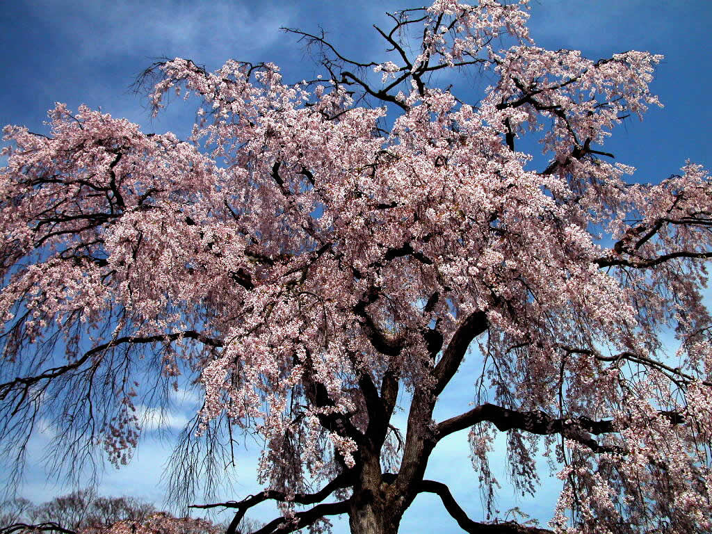 Weeping Cherry Tree 