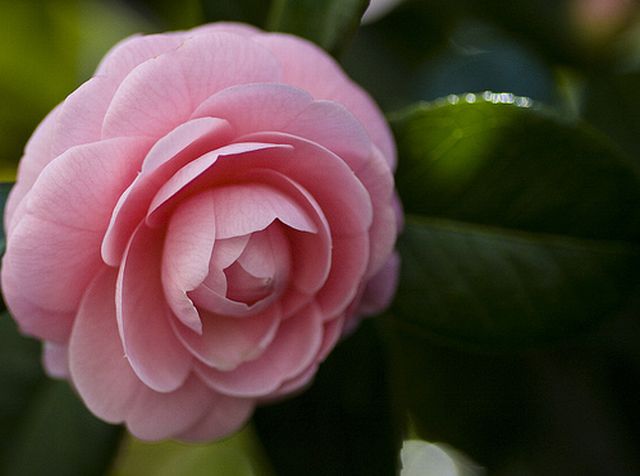 Camellia ดอกไม้สำหรับคนช่างฝัน 2