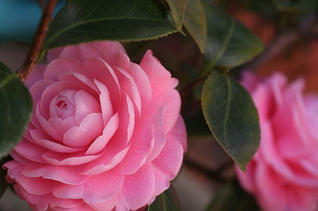 Camellia ดอกไม้สำหรับคนช่างฝัน 2