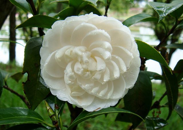 Camellia ดอกไม้สำหรับคนช่างฝัน 2