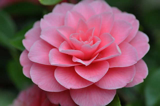 Camellia ดอกไม้สำหรับคนช่างฝัน 2