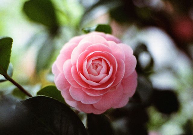 Camellia ดอกไม้สำหรับคนช่างฝัน 2