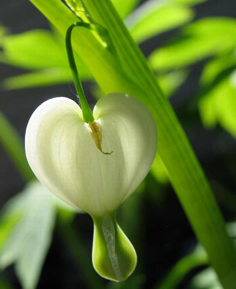 ดอกไม้กับหัวใจสีขาว (White Bleeding heart)