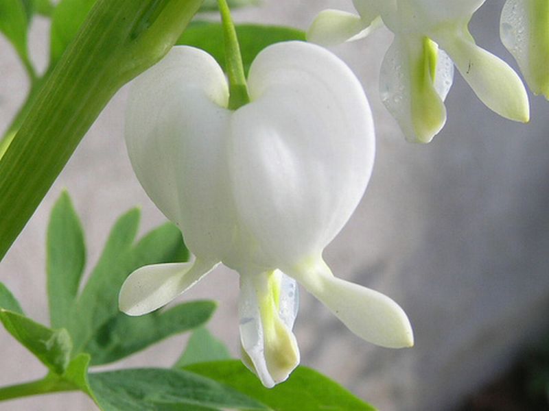 ดอกไม้กับหัวใจสีขาว (White Bleeding heart)