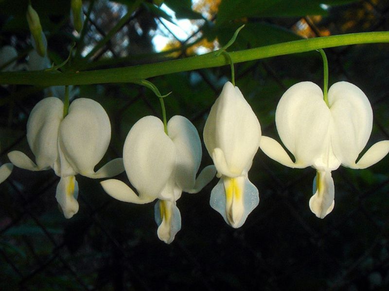 ดอกไม้กับหัวใจสีขาว (White Bleeding heart)