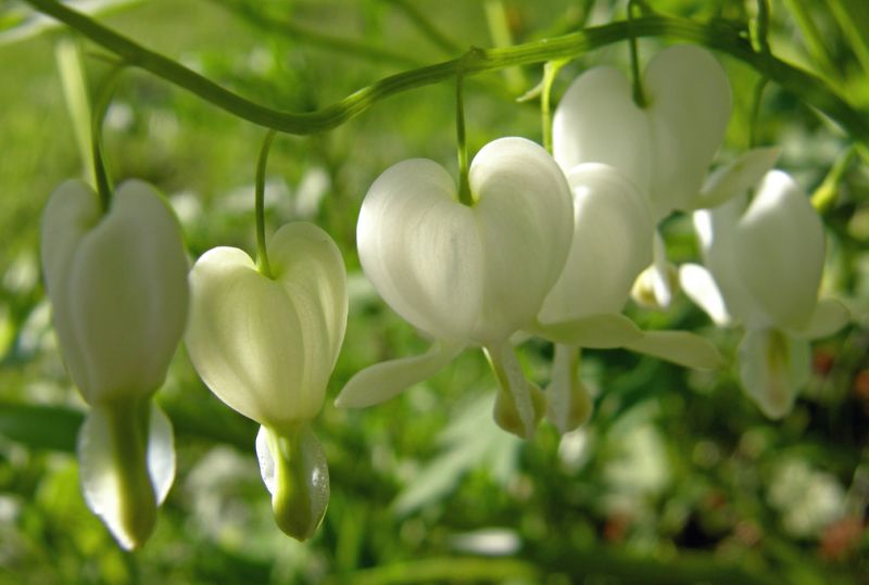 ดอกไม้กับหัวใจสีขาว (White Bleeding heart)
