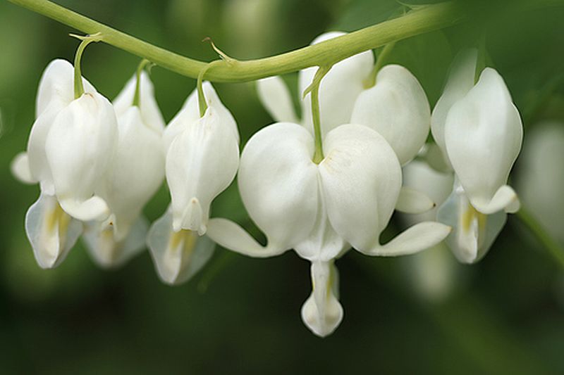 ดอกไม้กับหัวใจสีขาว (White Bleeding heart)