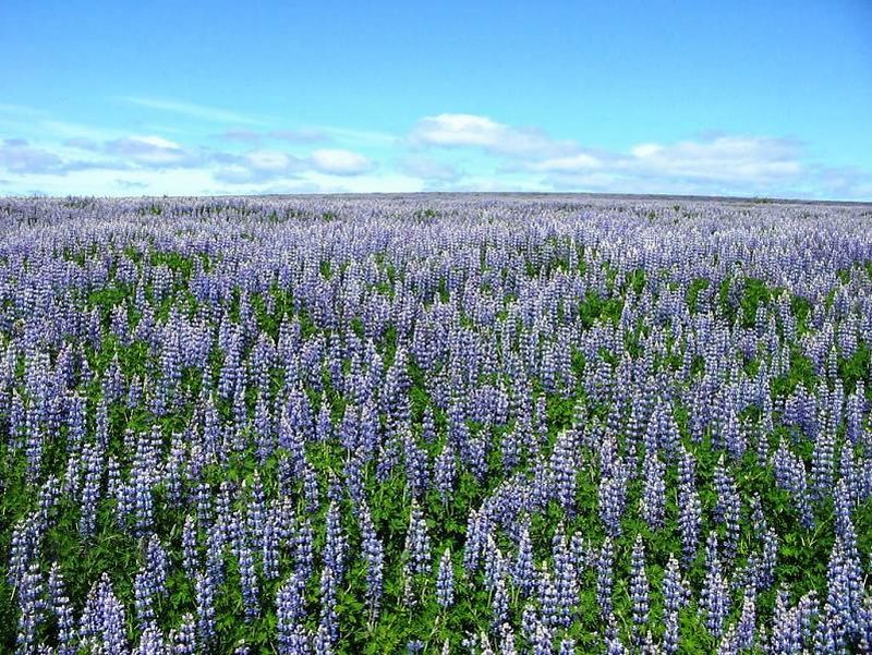 น้ำพุร้อน น้ำแข็งขั้วโลก และแสงเหนือ ที่ Iceland