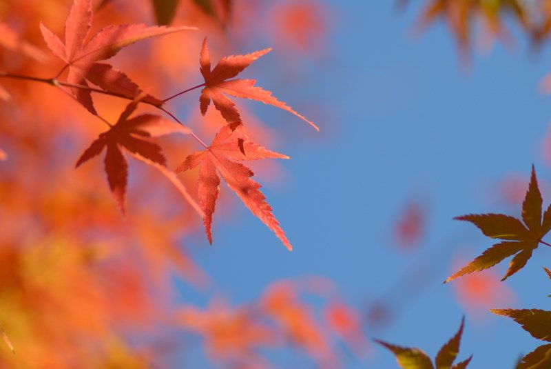 Japanese Maple