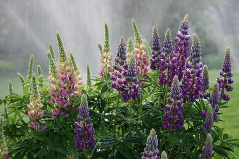 ***ทุ่งดอก Lupine เติมความสดใสให้ธรรมชาติ***