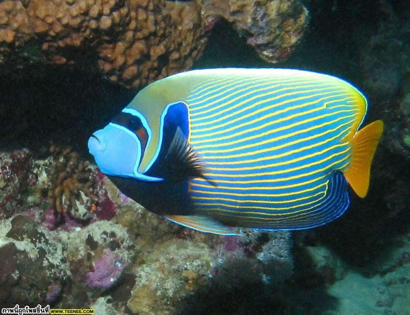 Angelfish