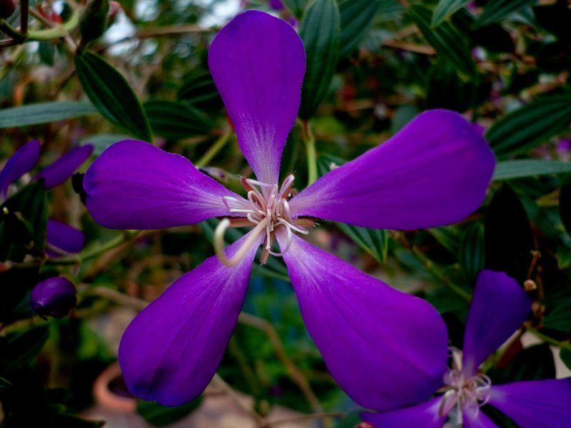 \"Purple .... Flowers\"