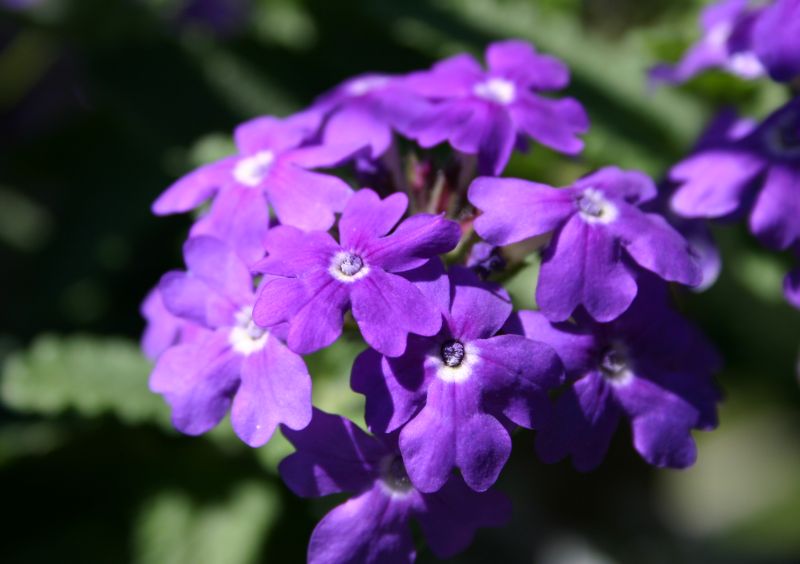 \"Purple .... Flowers\"