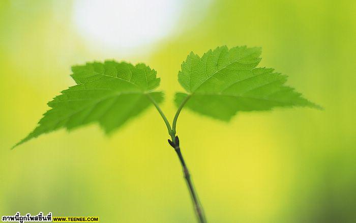 Green Leaves*#*1