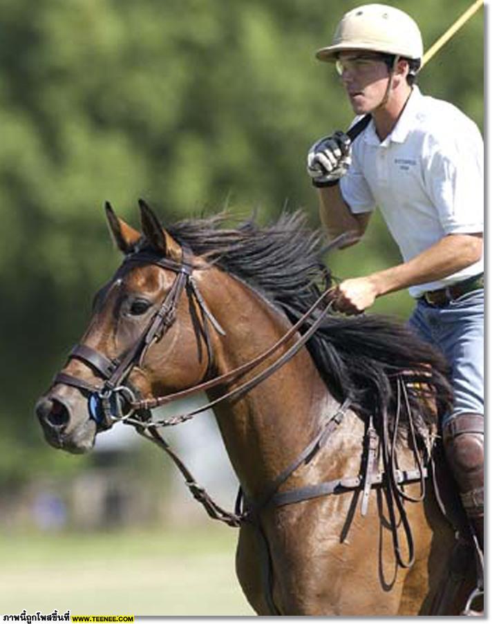 polo Horse