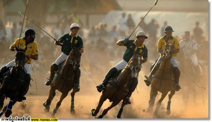 polo Horse