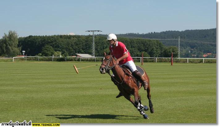 polo Horse