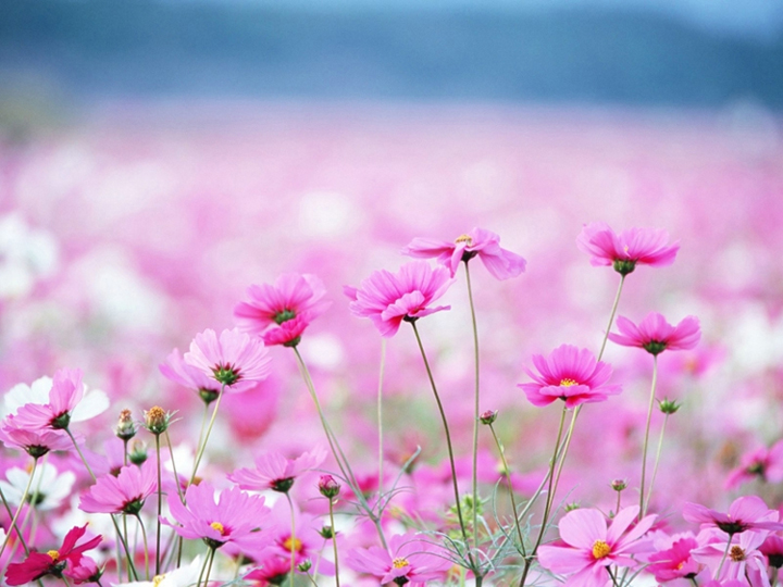 Wildflowers .•°•.ღ 