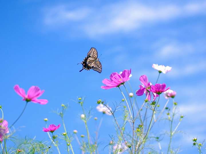 Wildflowers .•°•.ღ 