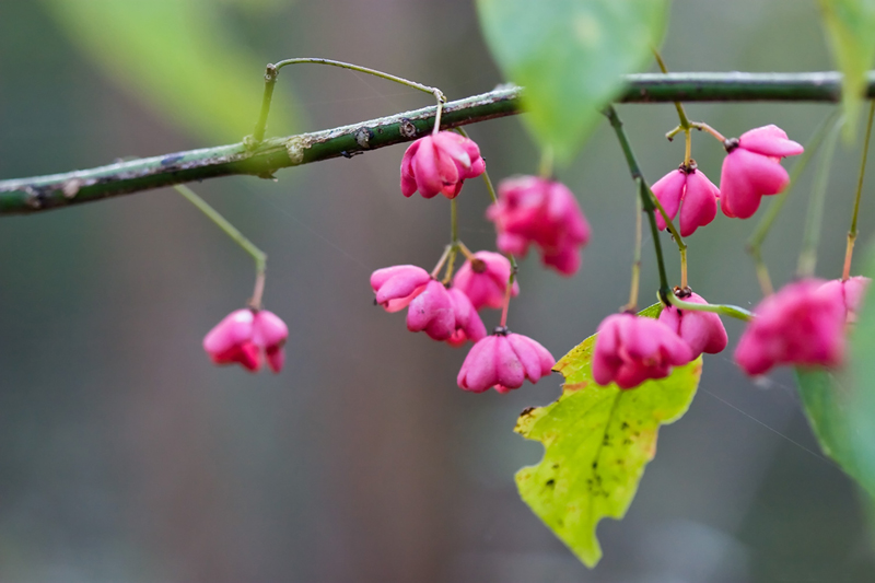 Wildflowers .•°•.ღ 