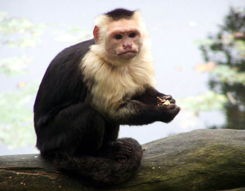 Forest Monkey .•°•.ღ 