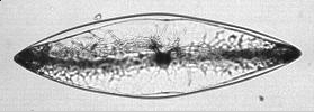 ภาพของแพงตอน Bioluminescent Dinoflagellates