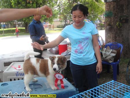 bangkaew บางแก้ว พิษณุโลก