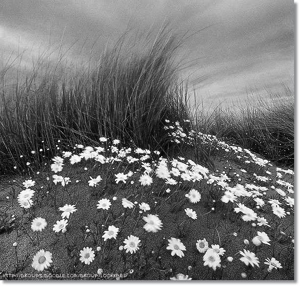 ♣ Black and white landscape ♣