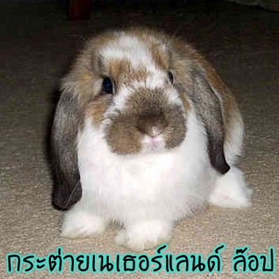 ♣ สัตว์แปลก ... น่ารักน่าเลี้ยง ♣