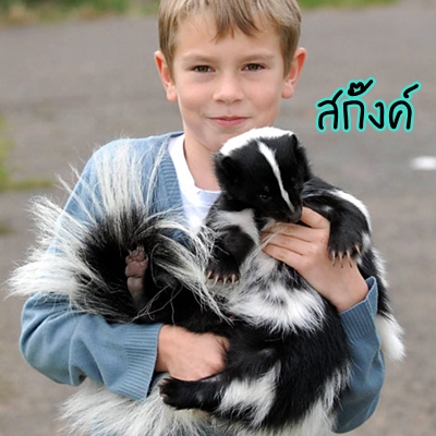 ♣ สัตว์แปลก ... น่ารักน่าเลี้ยง ♣