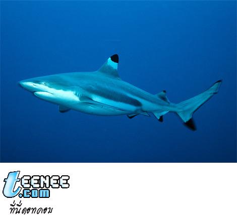 blacktip-reef-shark-swimming