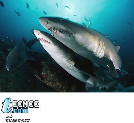 sand-tiger-shark