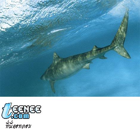 tiger-shark-underwater