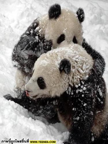 เอาใจคนรักแพนด้า : Panda น้อยจอมซน