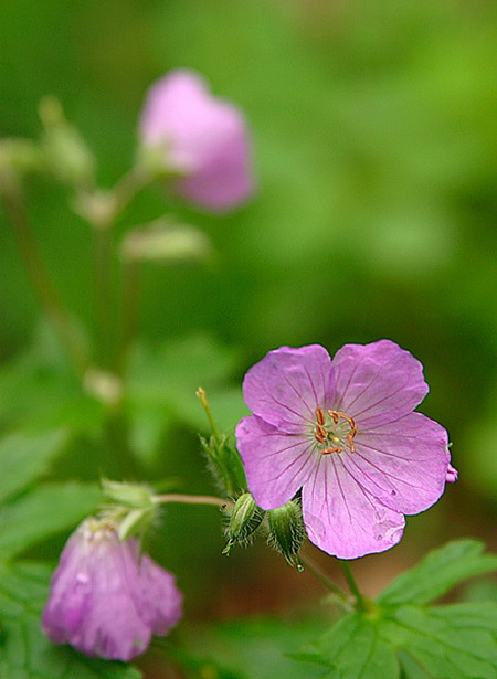 Glorious Flowers #2 