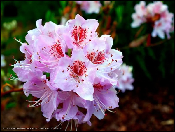 ๏~* กุหลาบพันปี (Rhododendron) *~๏