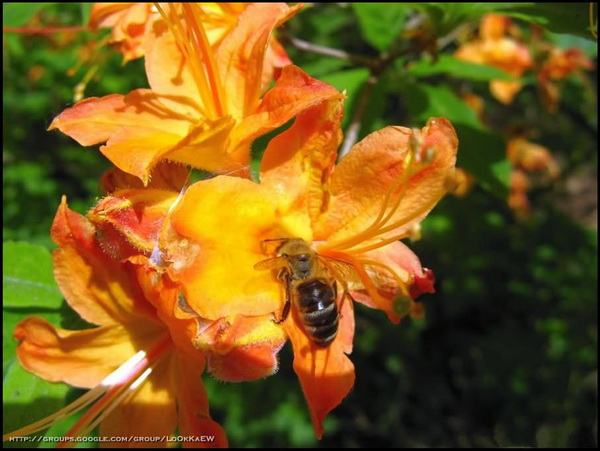 ๏~* กุหลาบพันปี (Rhododendron) *~๏