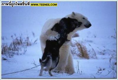 หมีขั้วโลกกับความรักข้ามสายพันธุ์