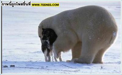 หมีขั้วโลกกับความรักข้ามสายพันธุ์