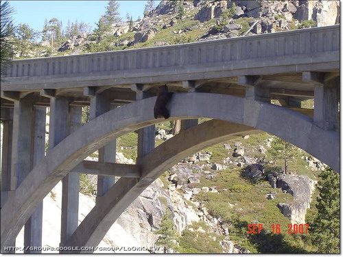 ช่วยหมี ที่ติดใต้สะพาน