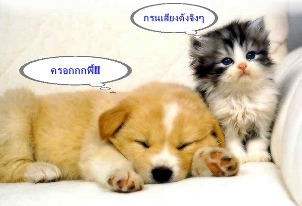 น้องหมาน่ารักมากมาย