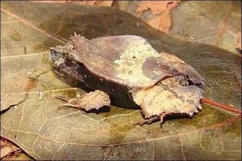 Creatures of Brazilian Jungle(สัตว์ป่าของบราซิล)