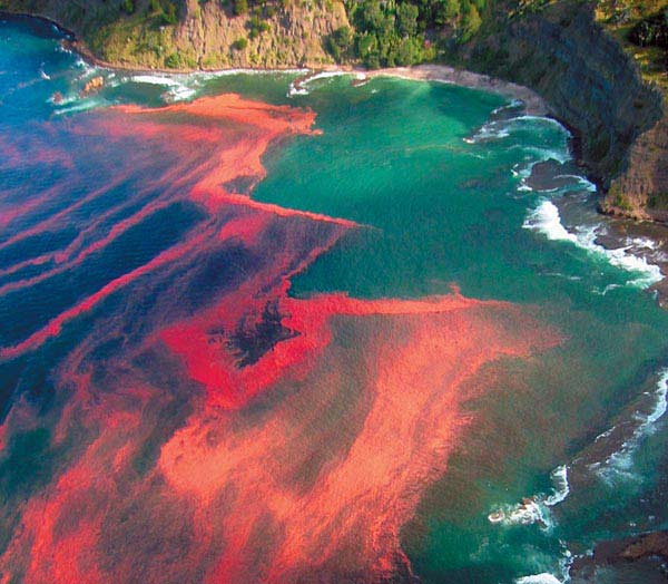 ทะเลเปลี่ยนสี!! Red tide 