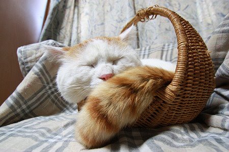 ชิโร่ แมวตระกร้า แมวน้อยติดนอนในตะกร้า