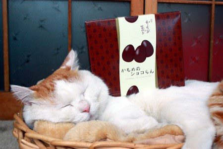 ชิโร่ แมวตระกร้า แมวน้อยติดนอนในตะกร้า