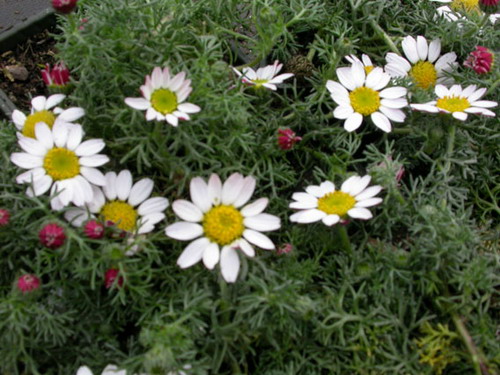 Pyrethrum ดอกไม้สวยประหาร