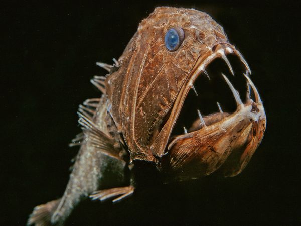 Deep-Sea Creatures by nationalgeographic