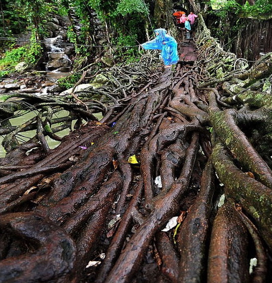 สะพานรากไม้ที่อินโดนีเซีย 