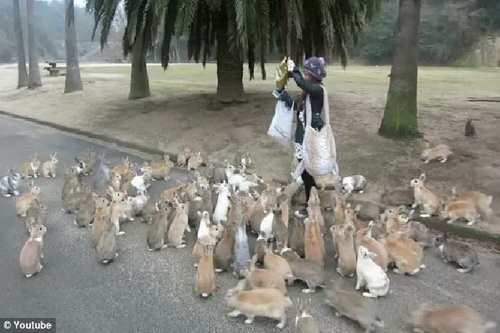 กระต่ายวิ่งไล่ตามนักท่องเที่ยวเป็นฝูง