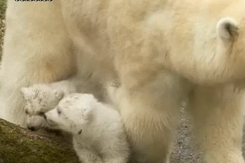 ความน่ารัก แฝดหมีขั้วโลก